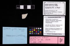 NHMW-GEO-2007z0149-0430_Ol_01.tifGalatheites zitteli (Moericke, 1889)  (NHMW-GEO-2007z0149-0430)